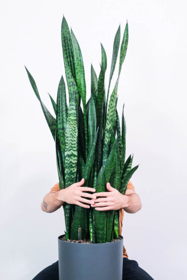 Sansevieria Laurentii - Image 2